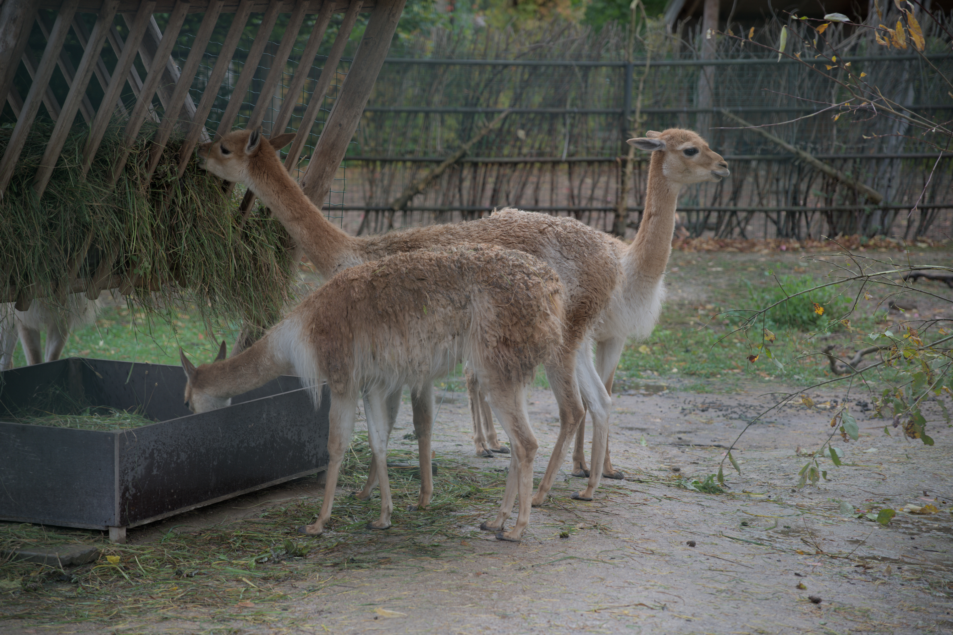2025/10/12 - zoo/DSC_0345.jpg